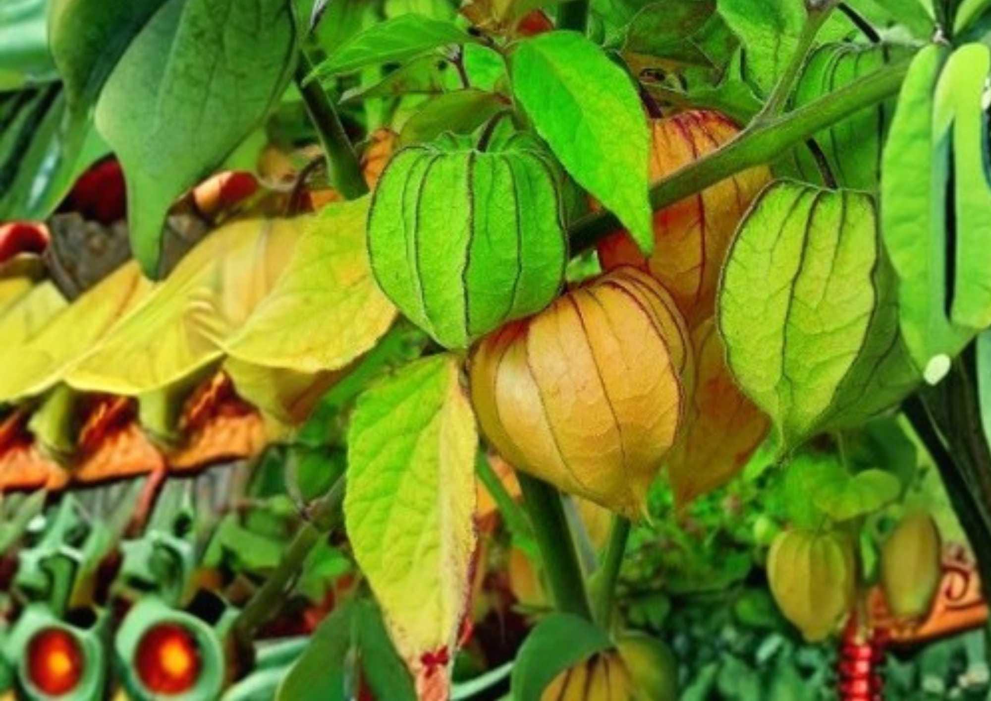 Cape Gooseberry Seeds 50+ | Heirloom Physalis peruviana | Tropical Fruit Seeds for Garden Planting, Sweet & Tangy Golden Lantern Fruit