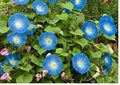 Heirloom Heavenly Blue Morning Glory Seeds – Climbing Sky Blue Flower Seeds for Garden, Fast Growing Ornamental Vine