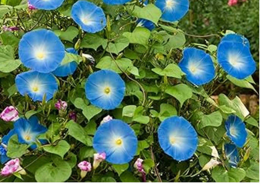Heirloom Heavenly Blue Morning Glory Seeds – Climbing Sky Blue Flower Seeds for Garden, Fast Growing Ornamental Vine
