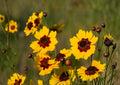 200+ Plains Coreopsis Seeds | Edible Drought-Resistant Wildflower Seeds for Garden, Bright Yellow Pollinator-Friendly Planting