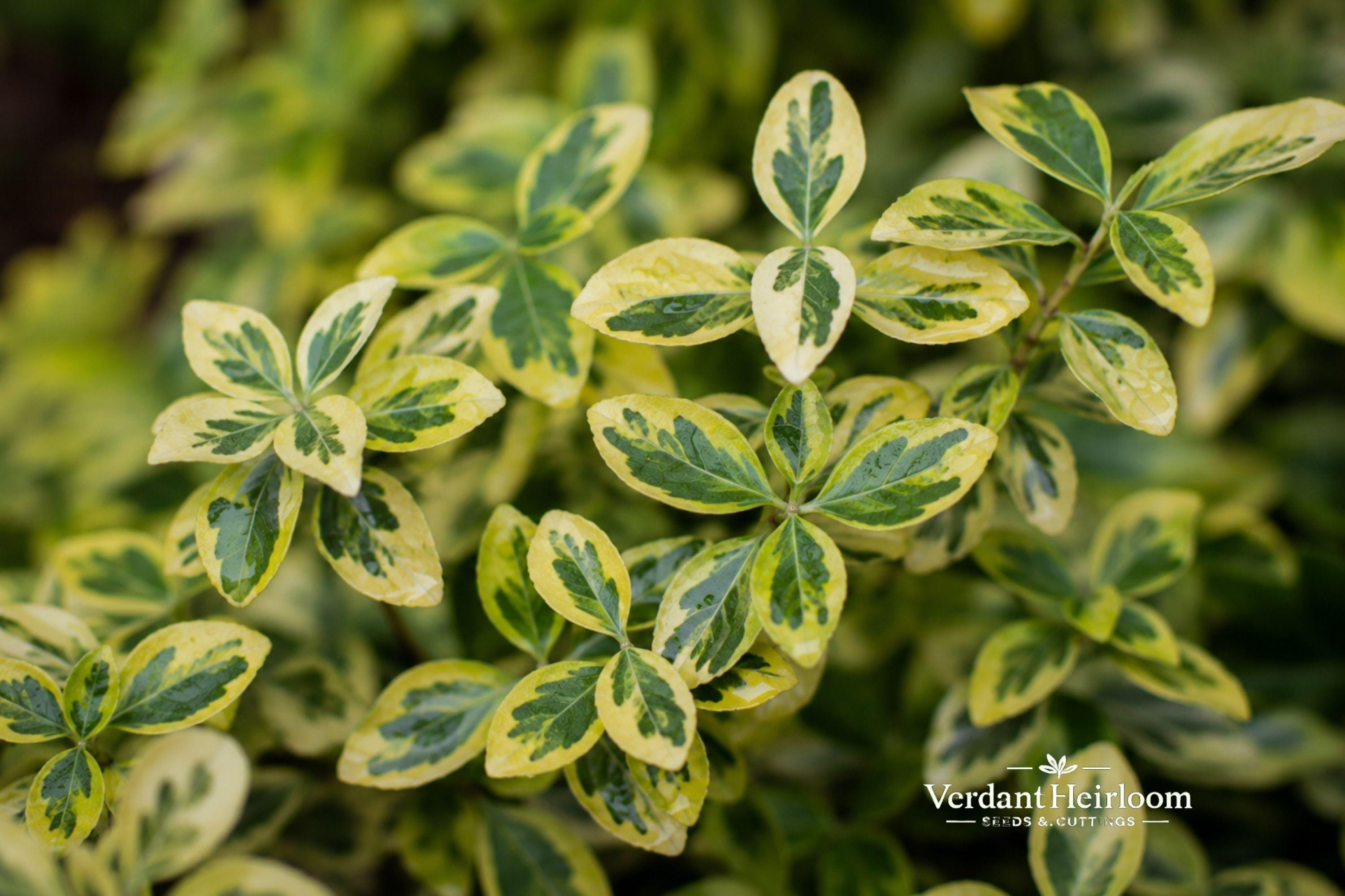 Variegated Wintercreeper Cuttings – Euonymus fortunei – Evergreen Ground Cover & Climbing Vine – Live Unrooted Plantlets