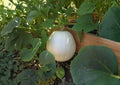 10 Polar Bear Pumpkin Seeds – Heirloom Non-GMO Vegetable Seeds for Garden, Large Pure White Pumpkins, Ornamental, Long Storage, Rare