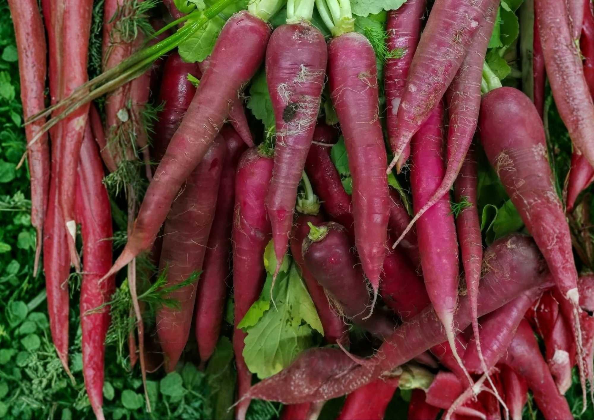100+ Cosmic Purple Carrot Seeds – Heirloom Organic Non-GMO Rare Vegetable Seeds for Garden Planting, Deep Purple Sweet Crunchy Carrots