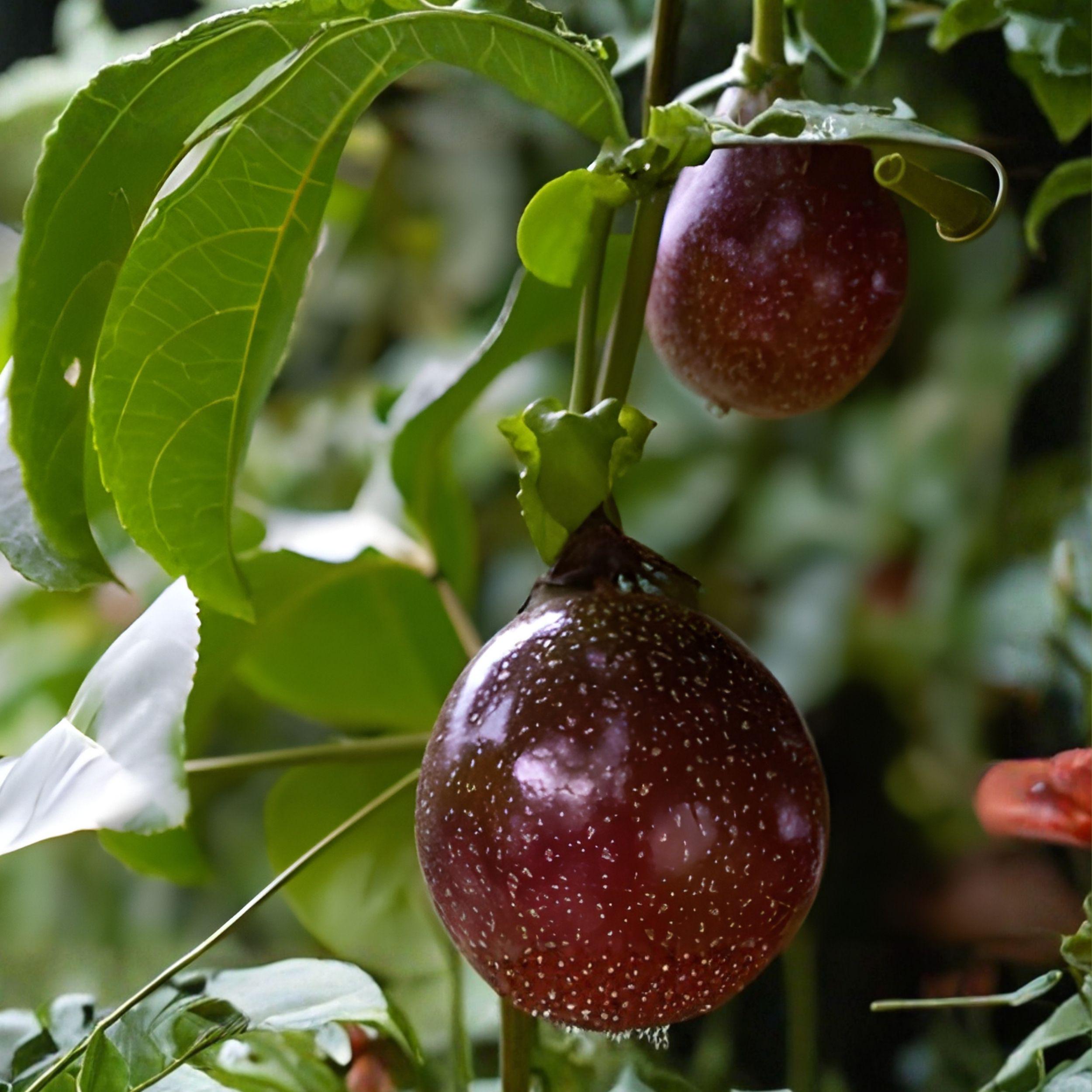 Purple Passionfruit Plant - Passiflora edulis Starter Vine for Garden, Fruit Climber, Container Growing
