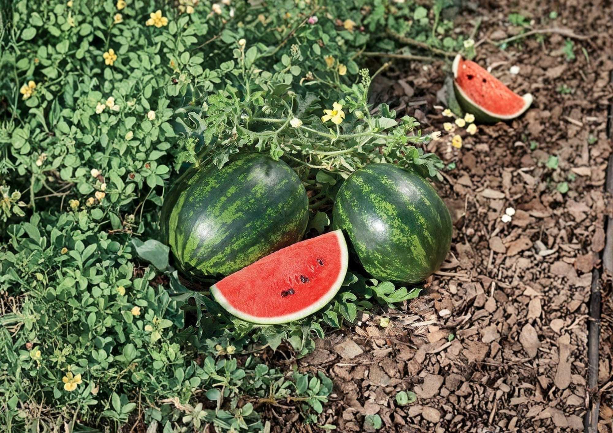 Congo Watermelon Seeds, Heirloom Non-GMO Vegetable Seeds for Garden, Large Sweet Red Flesh Summer Melon, Heavy Yield, Fresh Stock