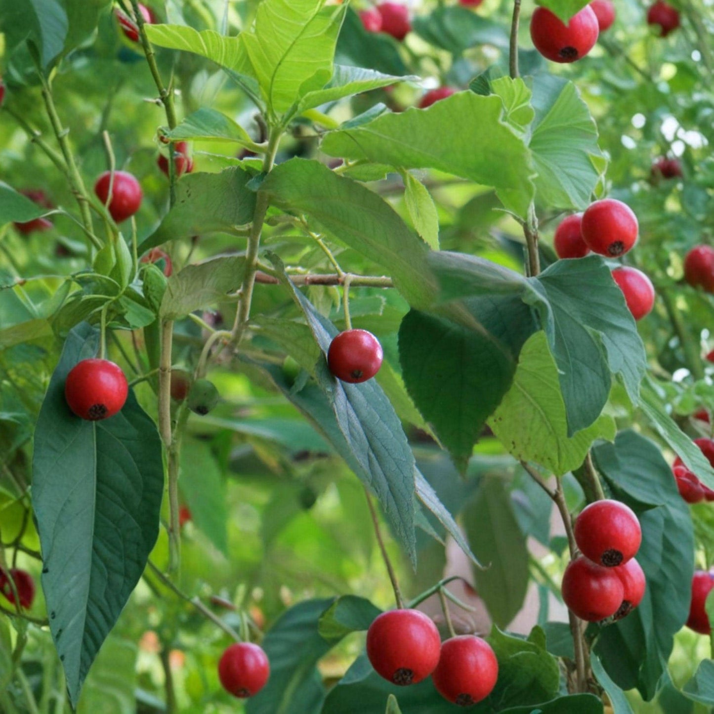 Jamaican Cherry Plant, Strawberry Tree, Fruit Plant, Muntingia calabura, Starter Plant 6–10 inches, Tropical Fruit Tree