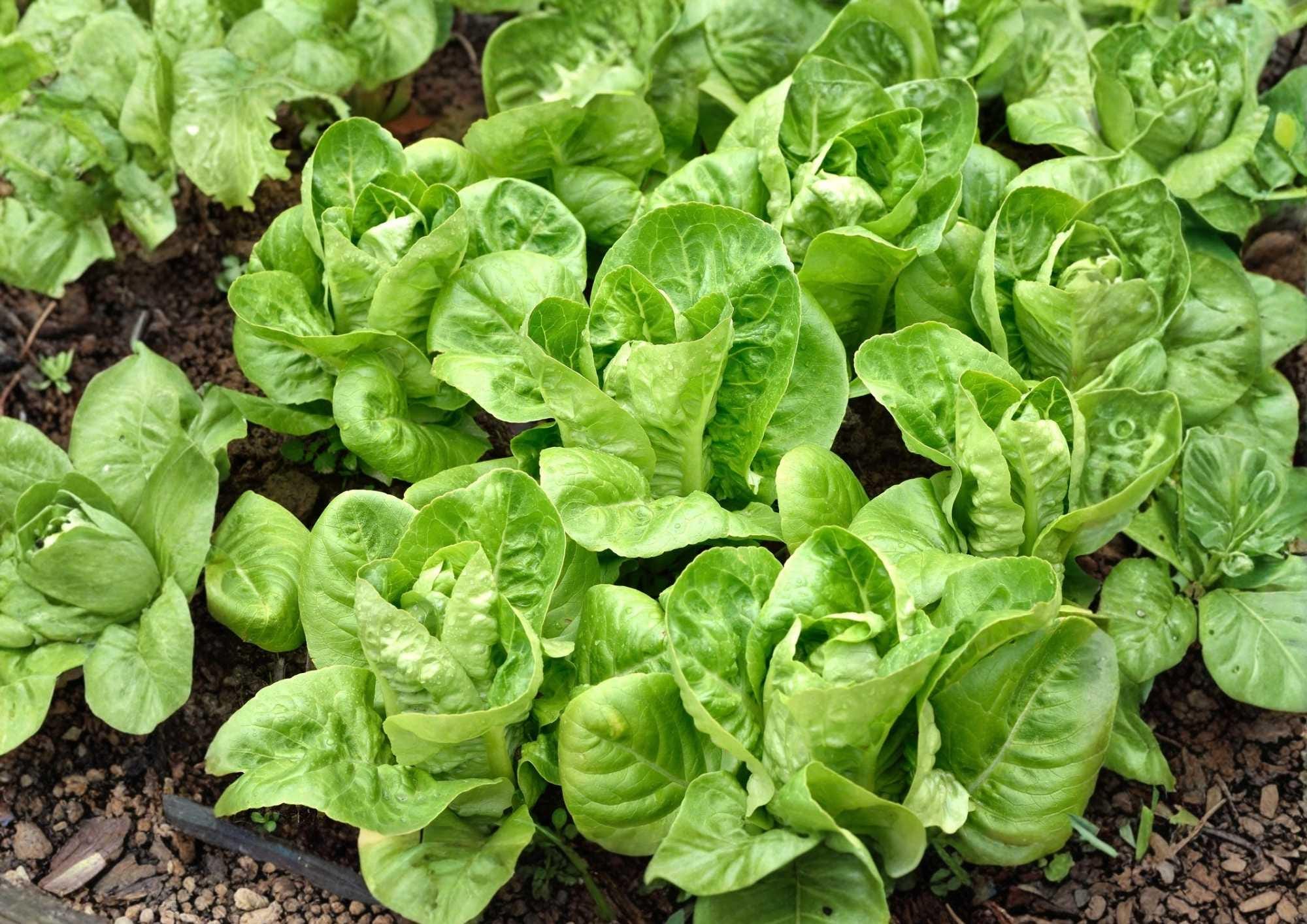 Giant Caesar Romaine Lettuce Seeds – Heirloom Vegetable Seeds for Garden, Crisp Green Heads, High Yield, Fast Growing Salad Greens