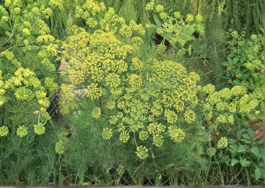 Mammoth Long Island Dill Seeds, Heirloom Herb Seeds for Garden, Culinary & Pickling, Aromatic Dill Plant, Fast Growing, Organic
