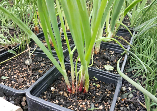 Japanese Red Beard Bunching Onion Seeds, Heirloom Green Onion, Colorful Scallion, High Yield Vegetable Seeds for Garden Planting