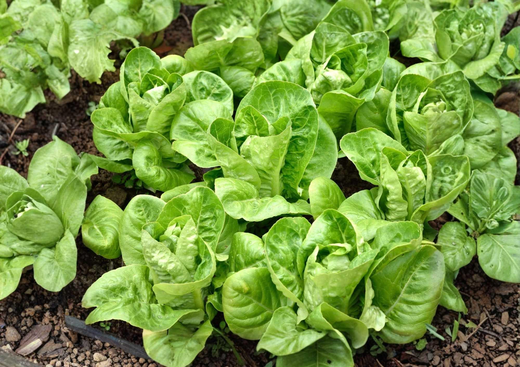 Buttercrunch Butterhead Lettuce Seeds – Non-GMO Vegetable Seeds for Garden, Crisp Sweet Salad Greens, High Yield, Organic Planting