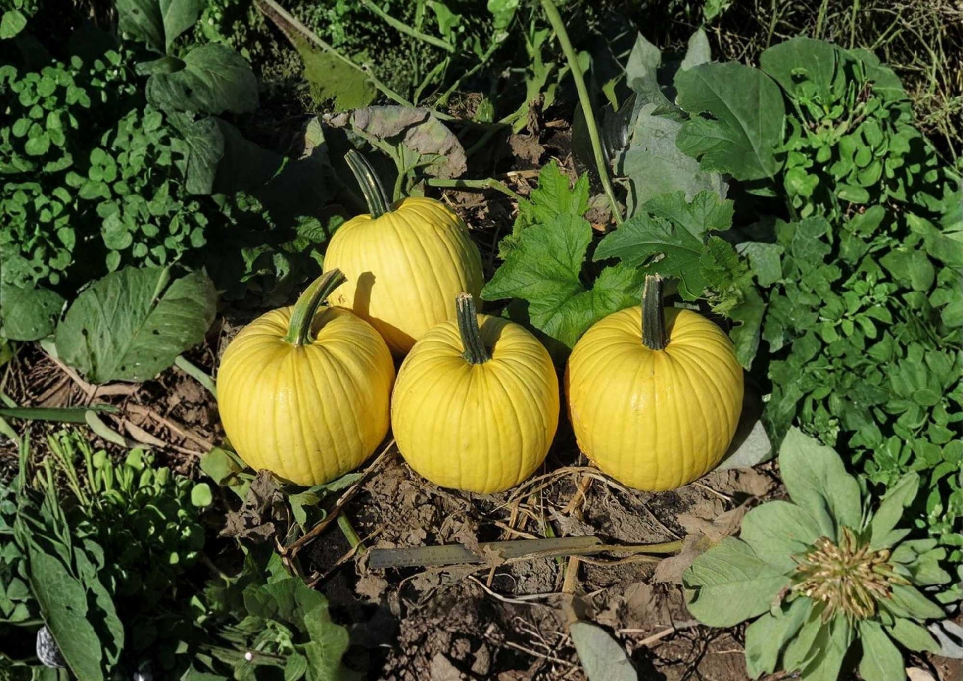 Mellow Yellow Pumpkin Seeds, 10 Pack, Ornamental Decorative Gourds, Bright Yellow, Fall Garden Planting, Cucurbita pepo