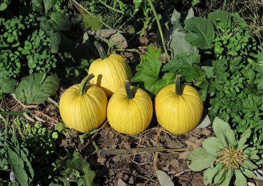 Mellow Yellow Pumpkin Seeds, 10 Pack, Ornamental Decorative Gourds, Bright Yellow, Fall Garden Planting, Cucurbita pepo