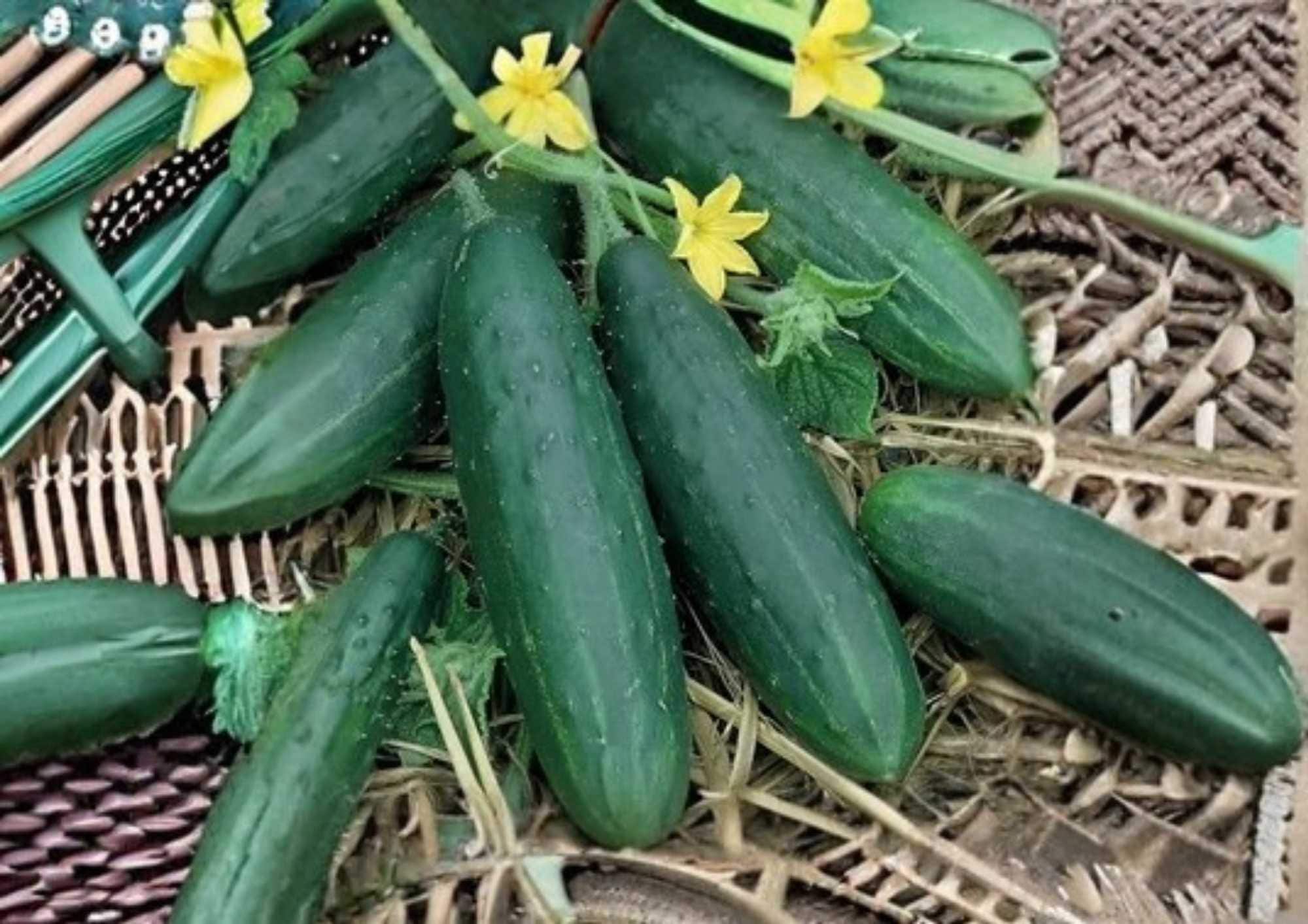 100+ Carolina Cucumber Seeds – Organic Heirloom Non-GMO Vegetable Seeds for Garden, Crisp Green Slicing Cucumbers, High Yield, Fast Growing