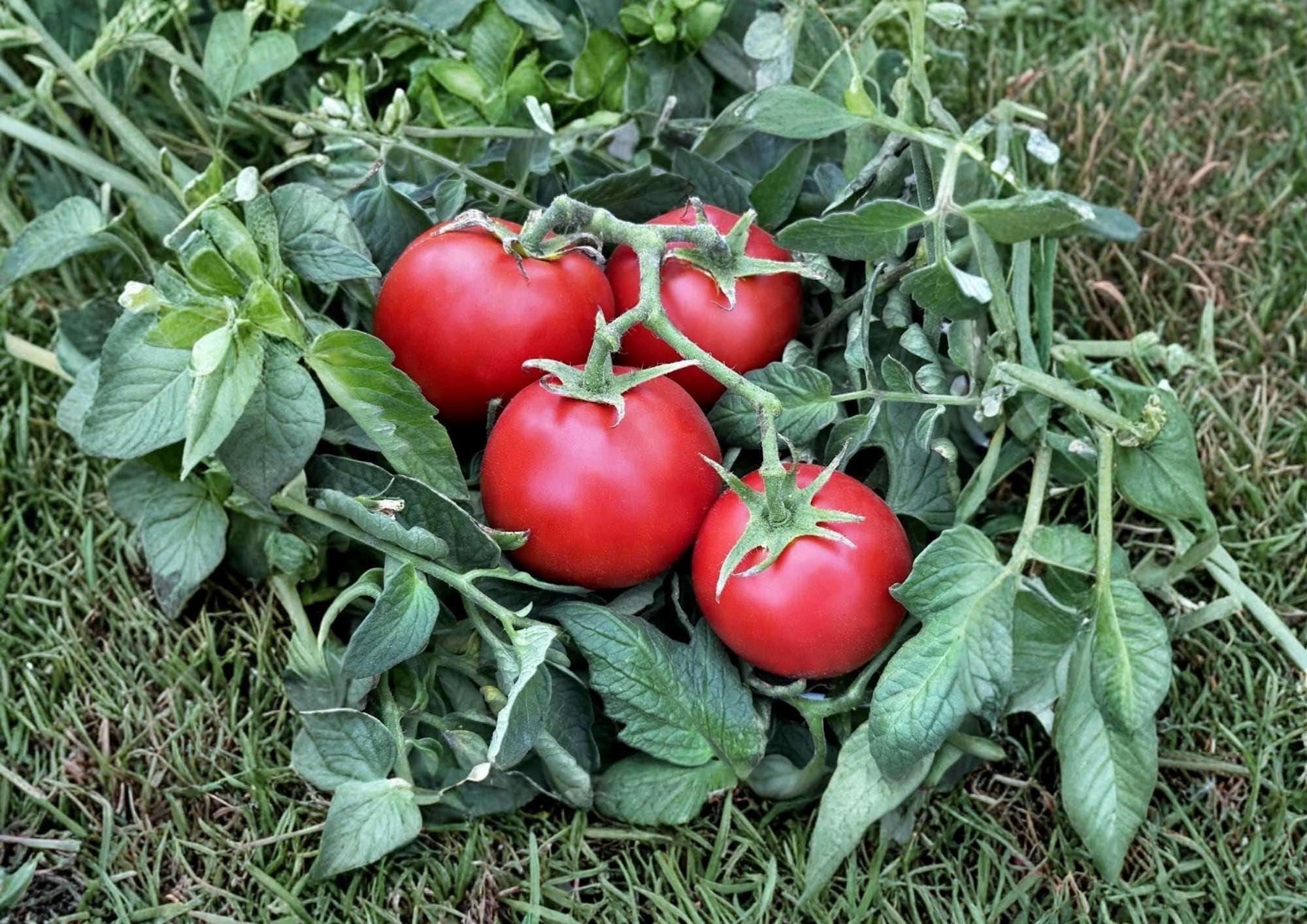 120+ 42 Day Heirloom Tomato Seeds, Fastest Ripening Vegetable Seeds for Garden, Red Tomato, High Yield, Quick Harvest, BloomHavenNursery