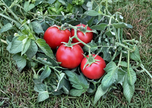 120+ 42 Day Heirloom Tomato Seeds, Fastest Ripening Vegetable Seeds for Garden, Red Tomato, High Yield, Quick Harvest, BloomHavenNursery