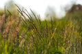 Perennial Ryegrass Seeds 100 Pack | Blackcat II Turf Grass for Lawn Repair & Overseeding | Lolium perenne