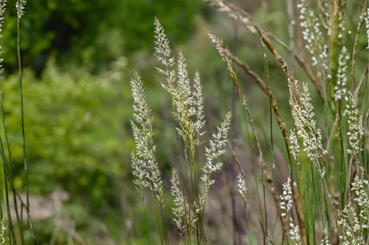 Kentucky Bluegrass Seeds | Argyle Turf Grass for Lawns | Premium Cool-Season Poa pratensis