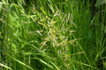 Creeping Bentgrass Seeds | PC 2.0 Turf for Golf & Luxury Lawns | Agrostis stolonifera