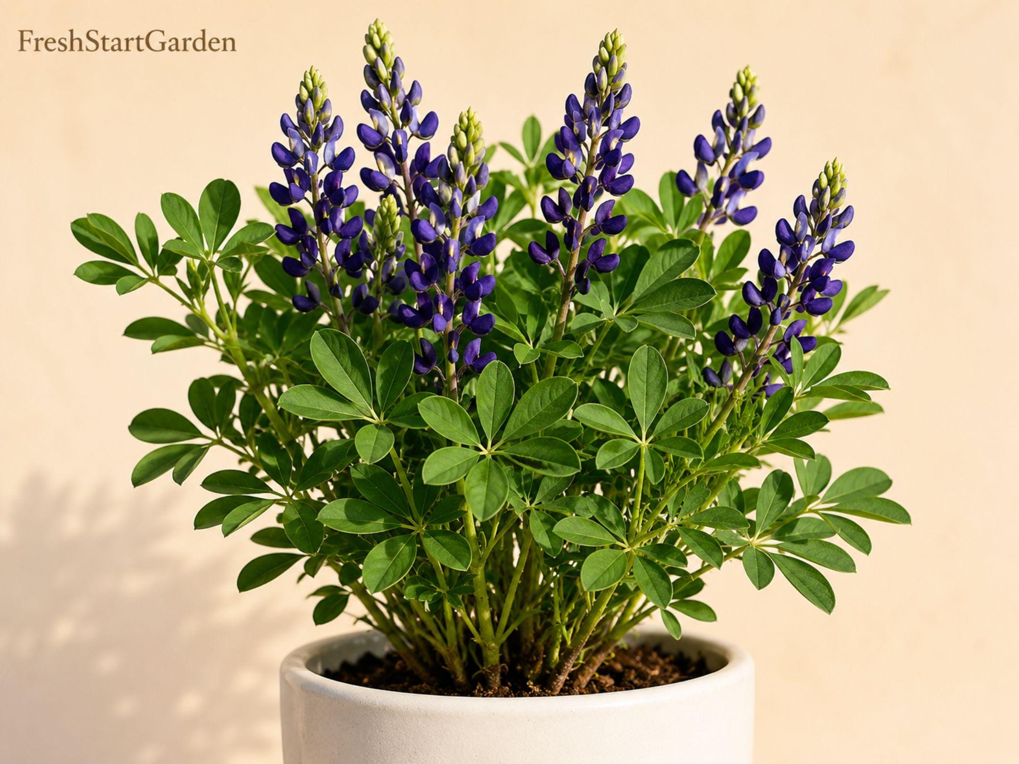 False Indigo Bare Root Wildflower – Baptisia spp. Native Perennial for Pollinator Gardens, Prairie, and Wildlife Landscaping