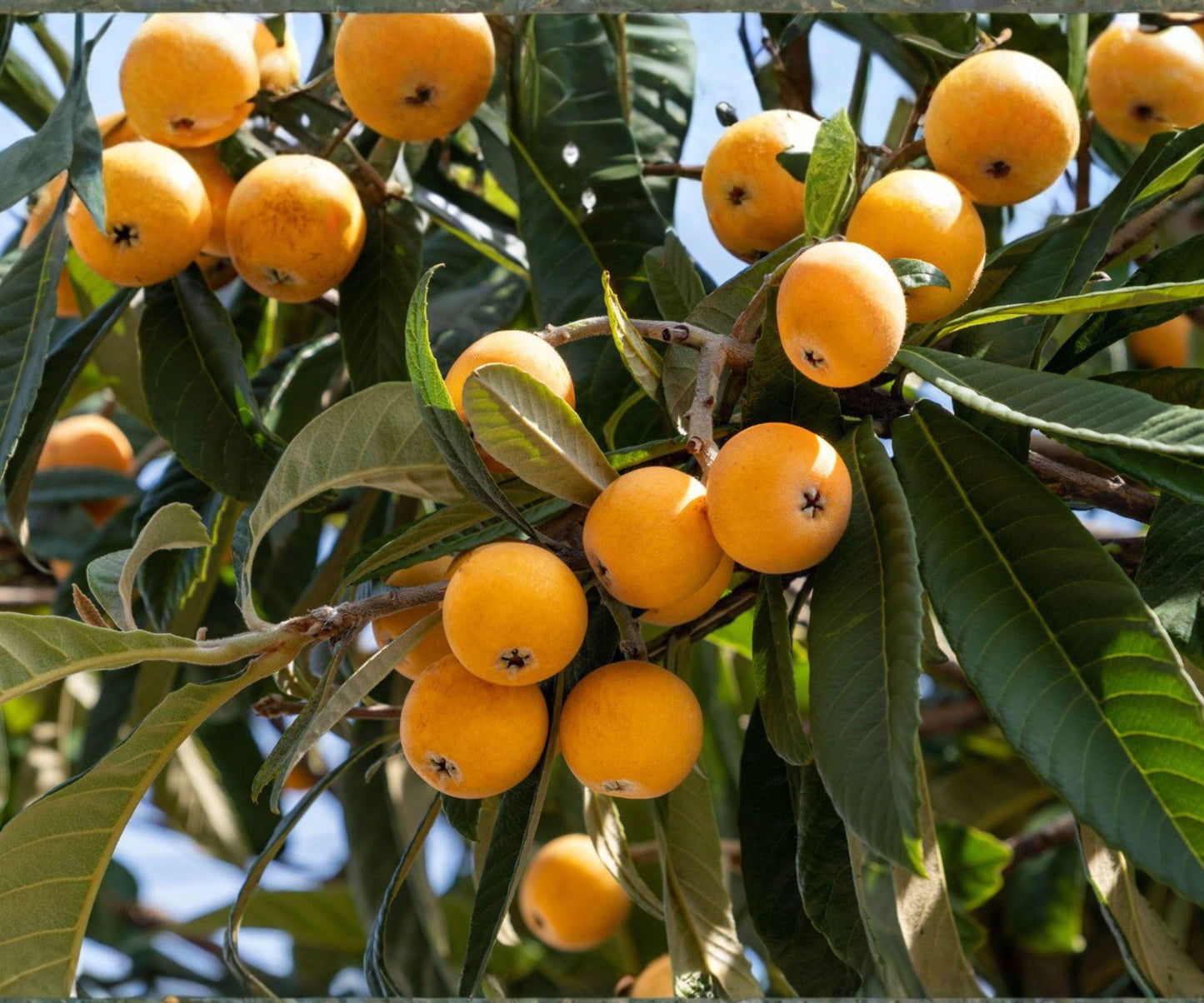 Live Loquat Seedling Pair – Japanese Evergreen Fruit Trees for Edible Landscaping, Fast Growing, USDA Zones 8-11