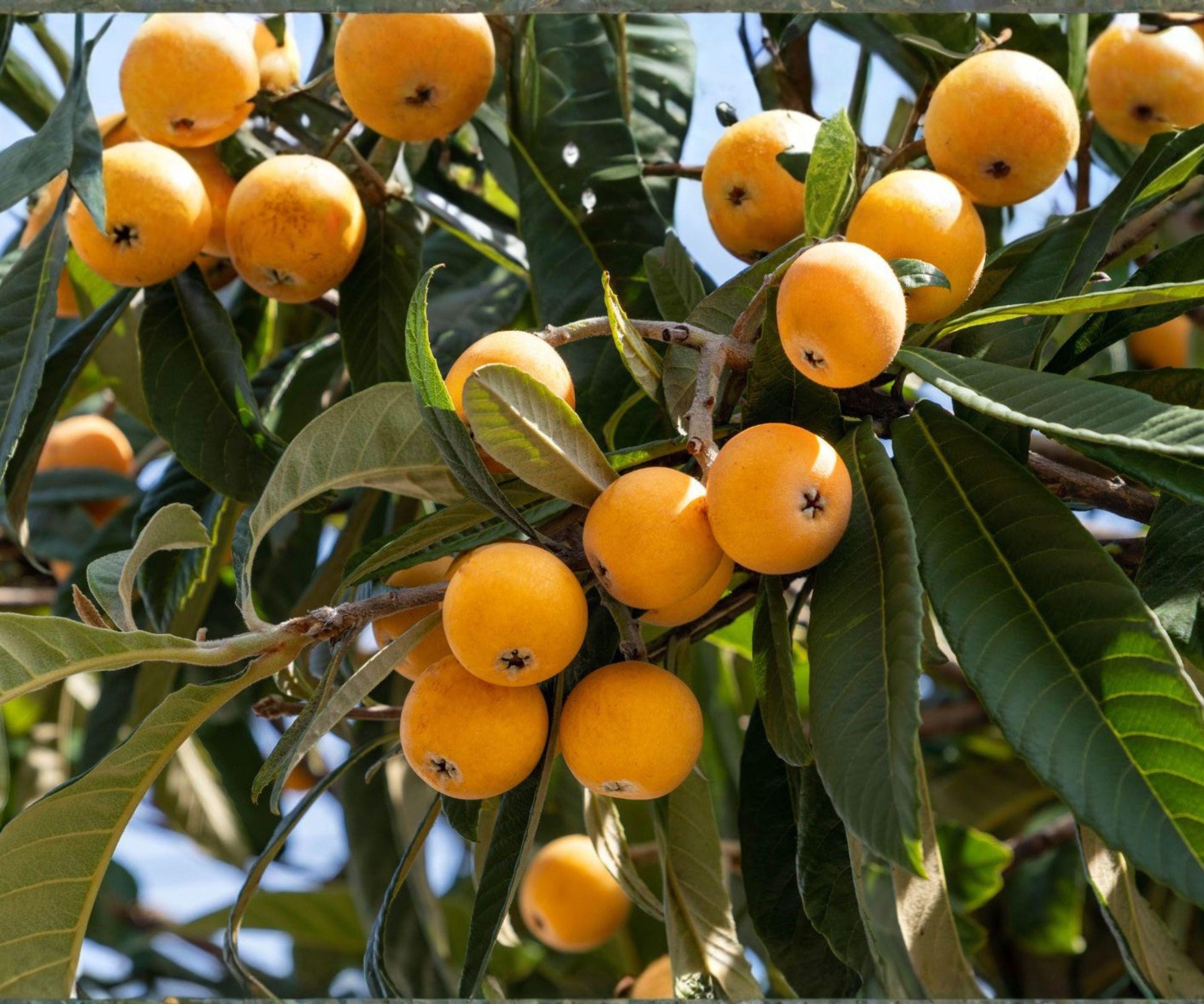 Live Loquat Seedling Pair – Japanese Evergreen Fruit Trees for Edible Landscaping, Fast Growing, USDA Zones 8-11