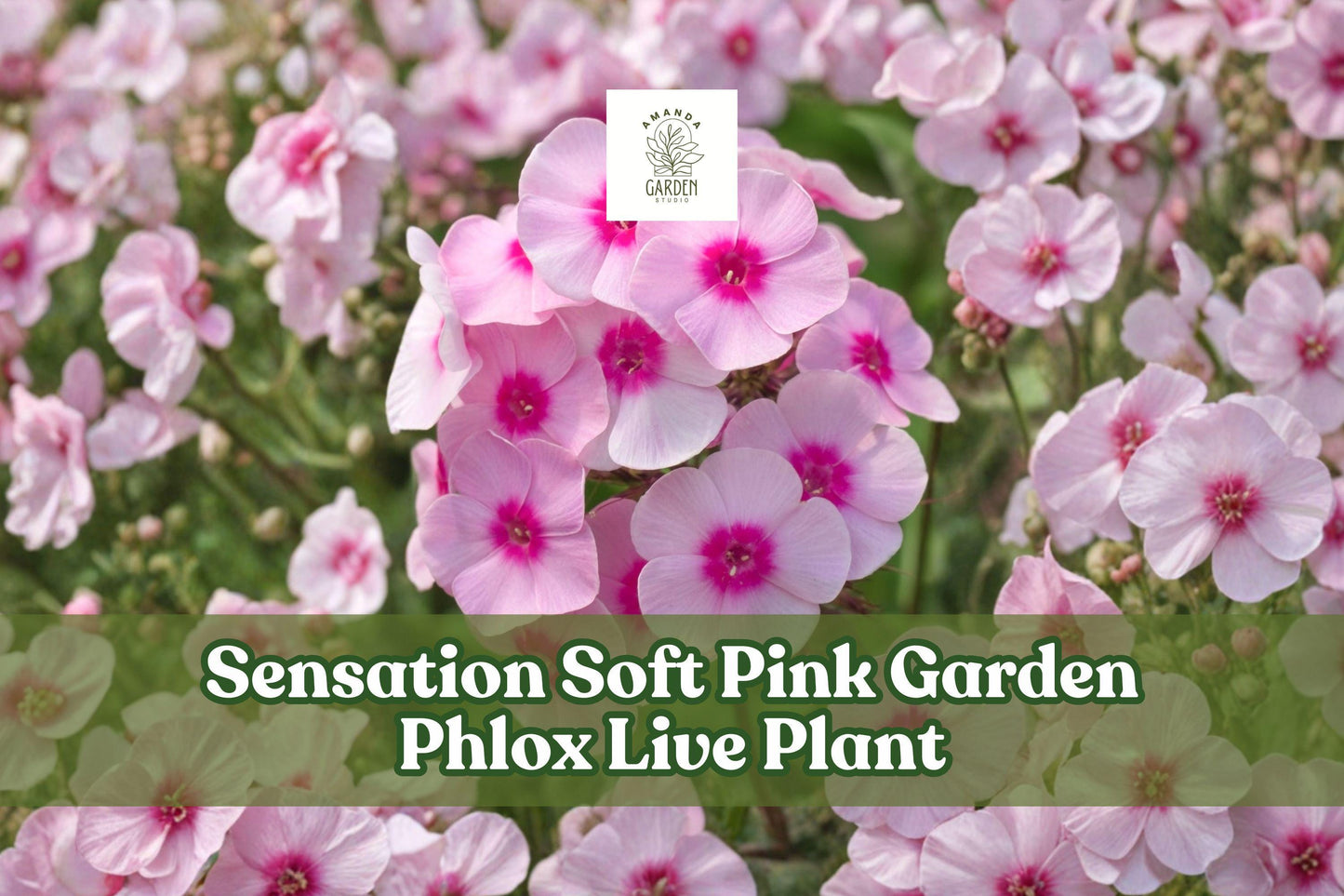 Garden Phlox Live Plant – Sensation Soft Pink, Perennial Flower Starter, Phlox paniculata for Borders & Containers