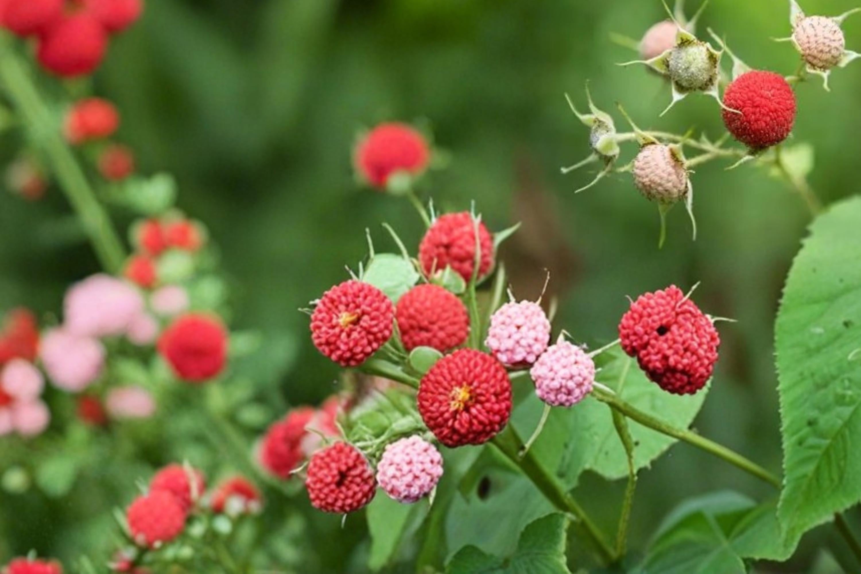 Thimbleberry Seeds – Rubus parviflorus, Native Fruit Shrub with Edible Red Berries & White Flowers, 50 Seeds