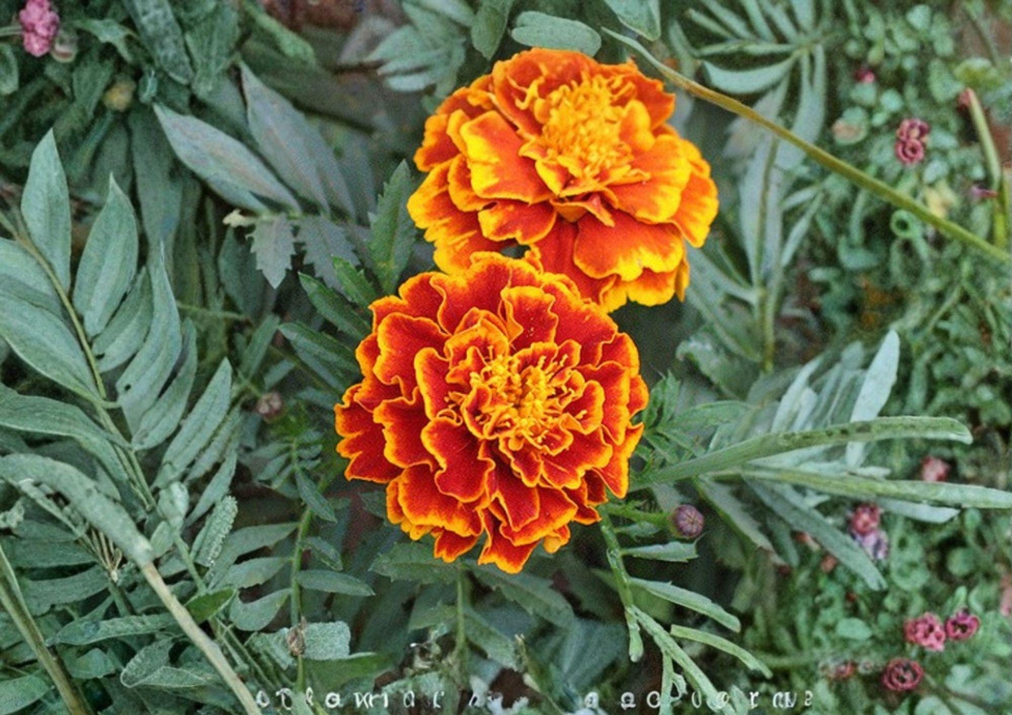 French Marigold Seeds, Sparky Mix, Heirloom Flower Seeds for Garden, Bright Orange Yellow Blooms, Pollinator Friendly, 200+ Seeds