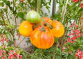 Pineapple Tomato Seeds 30+ Heirloom Non-GMO Rare Vegetable Seeds for Garden Planting, Large Yellow Red Bicolor Beefsteak