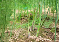 100+ UC 157 F2 Asparagus Seeds | Heirloom Vegetable Seeds for Garden Planting | Tender Green Spears, High Yield, Non-GMO, Perennial Crop