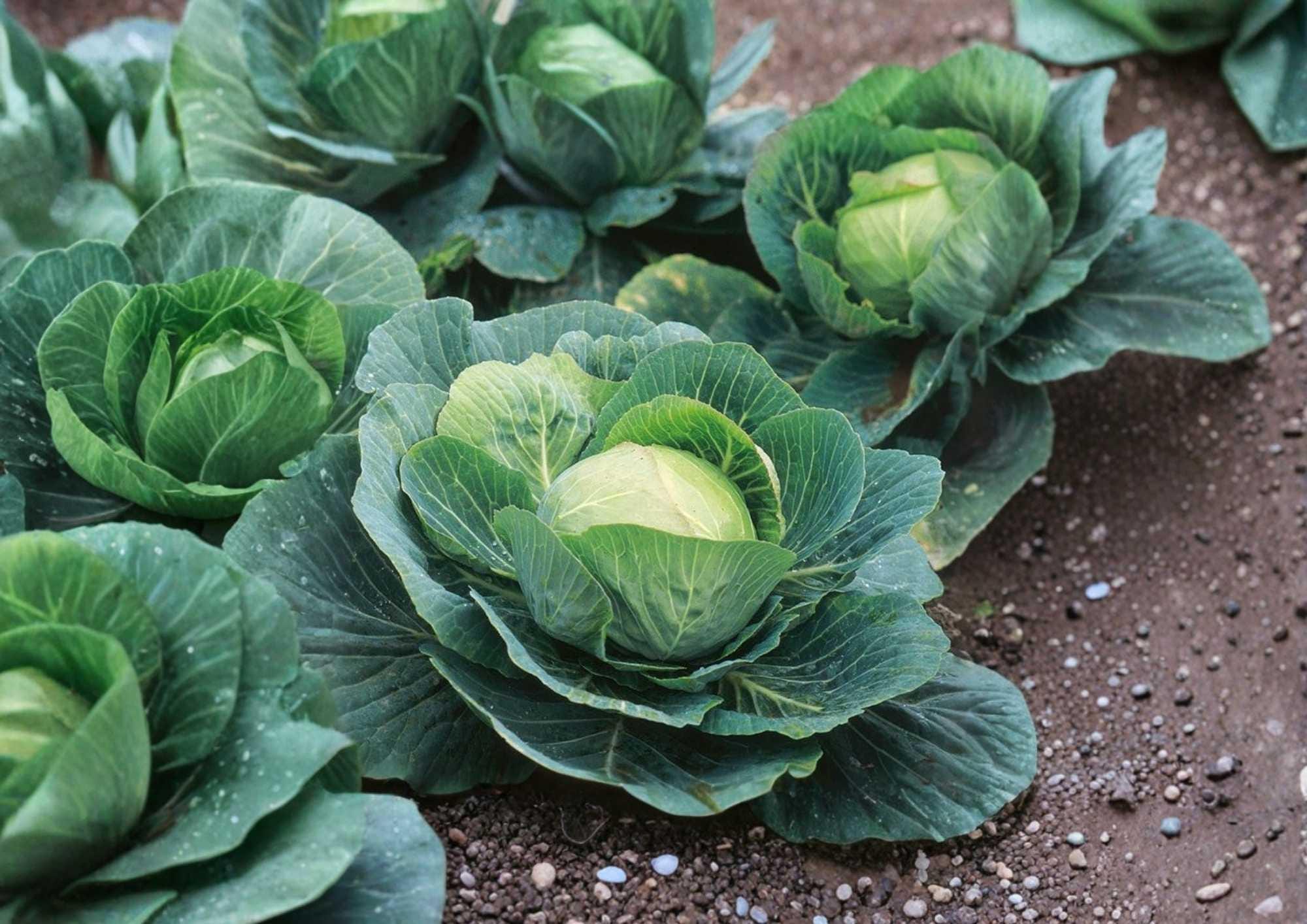 Golden Acre Cabbage Seeds – Heirloom Non-GMO Vegetable Seeds for Garden, Compact Green Heads, Crisp and Sweet, High Yield