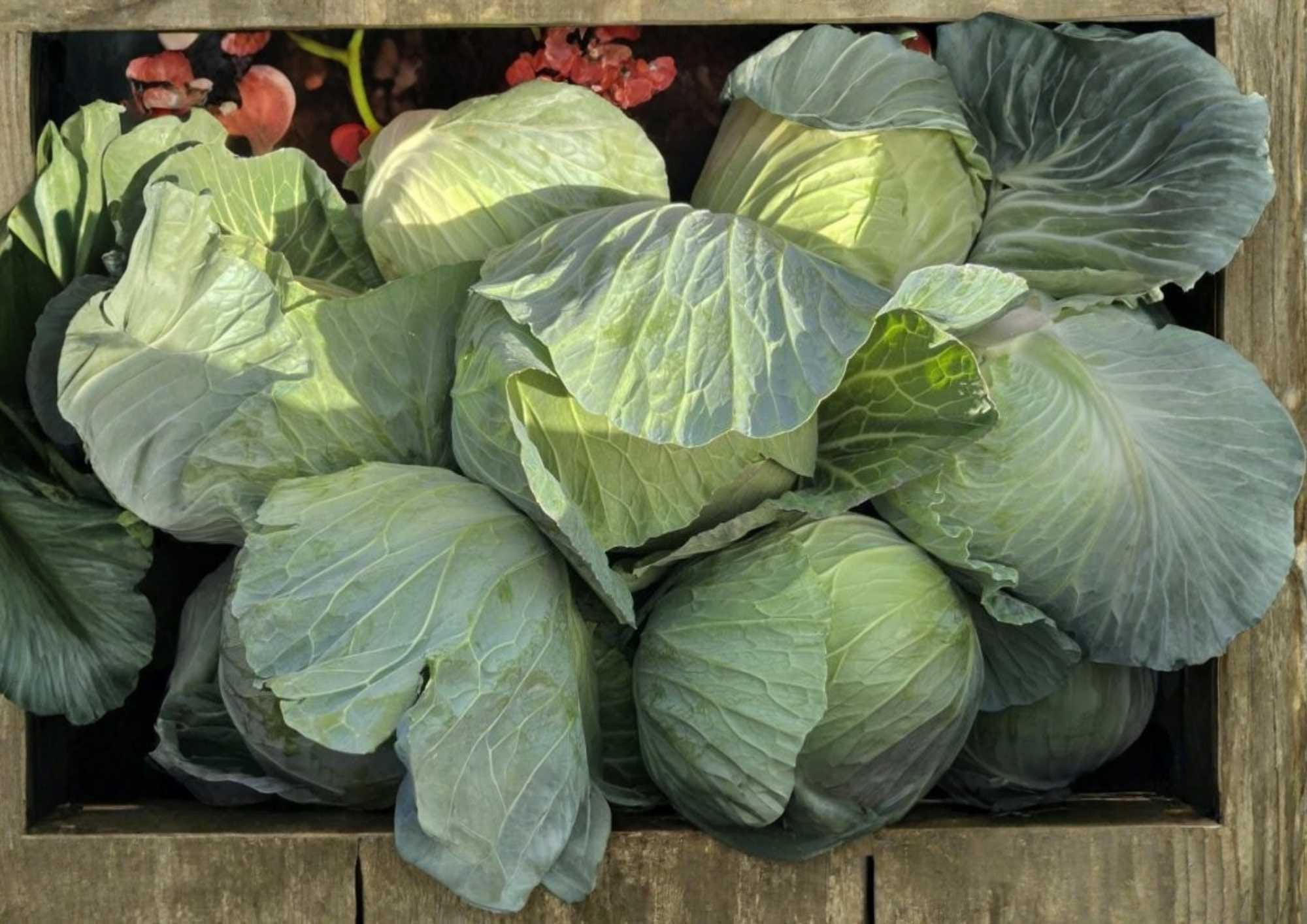 Golden Acre Cabbage Seeds – 500+ Non-GMO Heirloom Vegetable Seeds for Garden, Compact Green Heads, Sweet Crisp, High Yield, Early Maturity