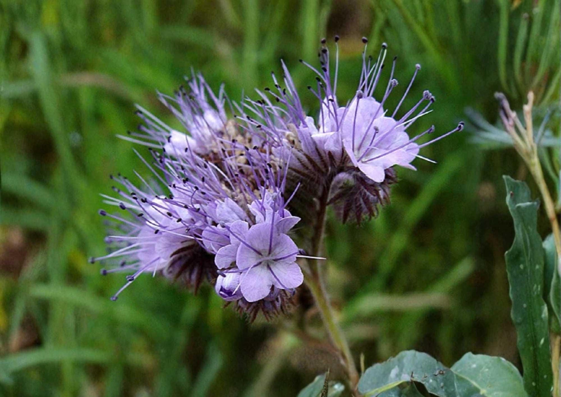 Lacy Phacelia Seeds 1000+ Purple Tansy Flower Seeds for Garden, Bee & Butterfly Pollinator Cover Crop, Soil Builder, Fast Growing