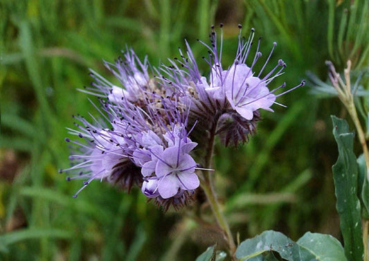 Lacy Phacelia Seeds 1000+ Purple Tansy Flower Seeds for Garden, Bee & Butterfly Pollinator Cover Crop, Soil Builder, Fast Growing