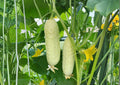 White Wonder Cucumber Seeds – 100+ Heirloom Non-GMO Vegetable Seeds for Garden Planting, Crisp White Skin, Mild Sweet Flavor