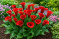 Calla Lily Bulbs Red Alert - Live Zantedeschia spp. Flower Plant for Garden, Border, or Container Planting