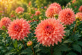 Fairway Spur Dahlia Tuber Clump | 10-Inch Dinner Plate Perennial Flower | Dahlia pinnata Bulbs for Garden & Cut Flowers