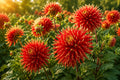 Decorative Cactus Dahlia Bulb Tuber Clump | Dahlia pinnata Perennial Flowering Plant for Garden Borders & Containers