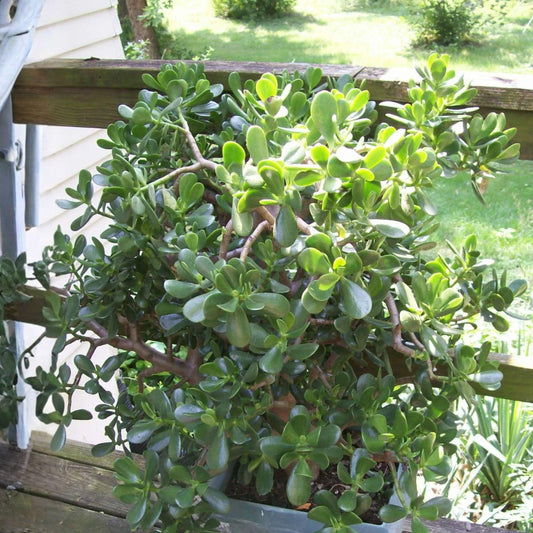 Jade Plant Leaf Cuttings 12 Pack Succulent Propagation Indoor Growing Well-Drained Soil