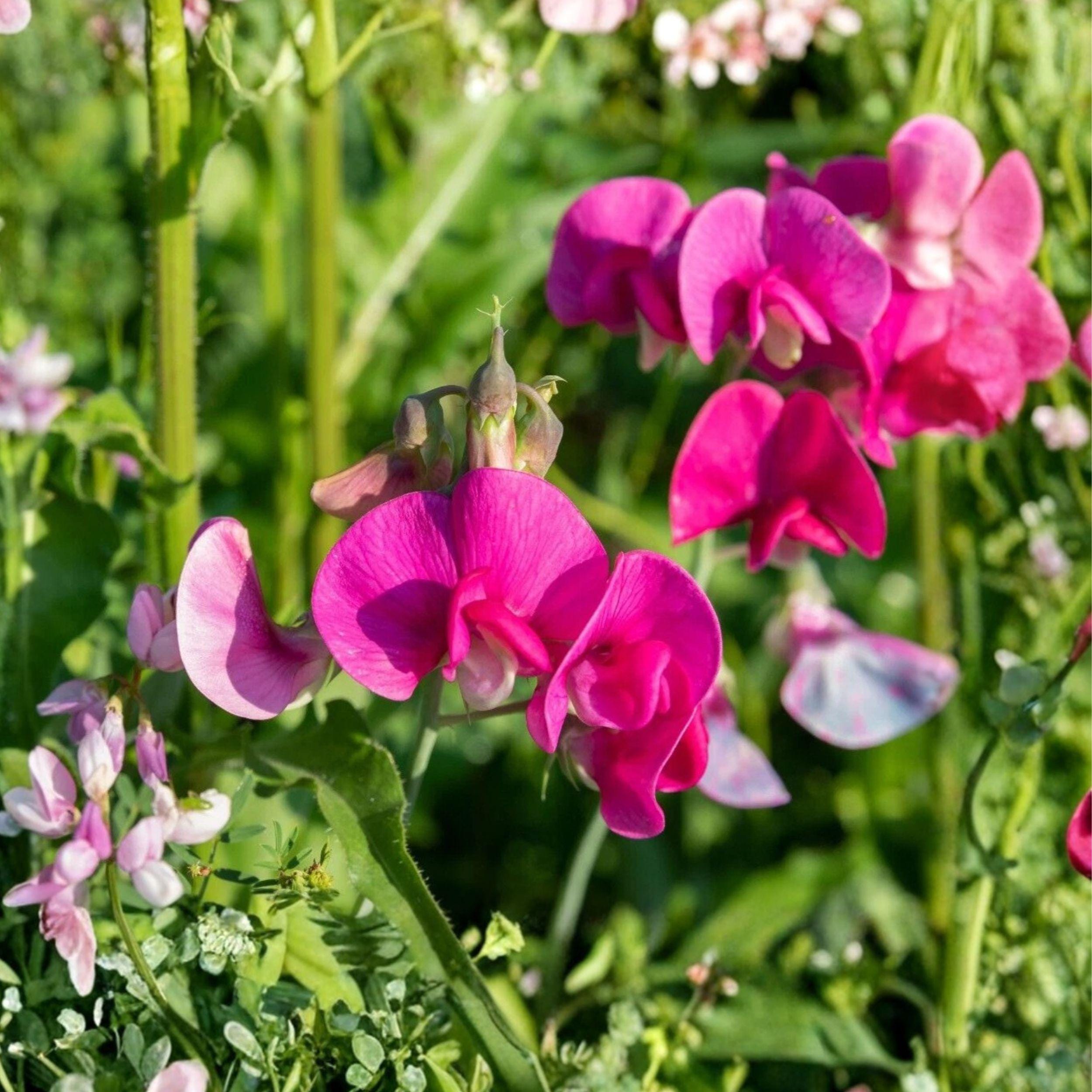 Polygala Myrtifolia Milkwort Cuttings 7 Pack – Flowering Evergreen Shrub for Garden and Container Growing