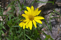 Showy Goldeneye Seeds 100 Count | Yellow Native Wildflower Heliomeris multiflora for Wildflower Gardens & Xeriscaping
