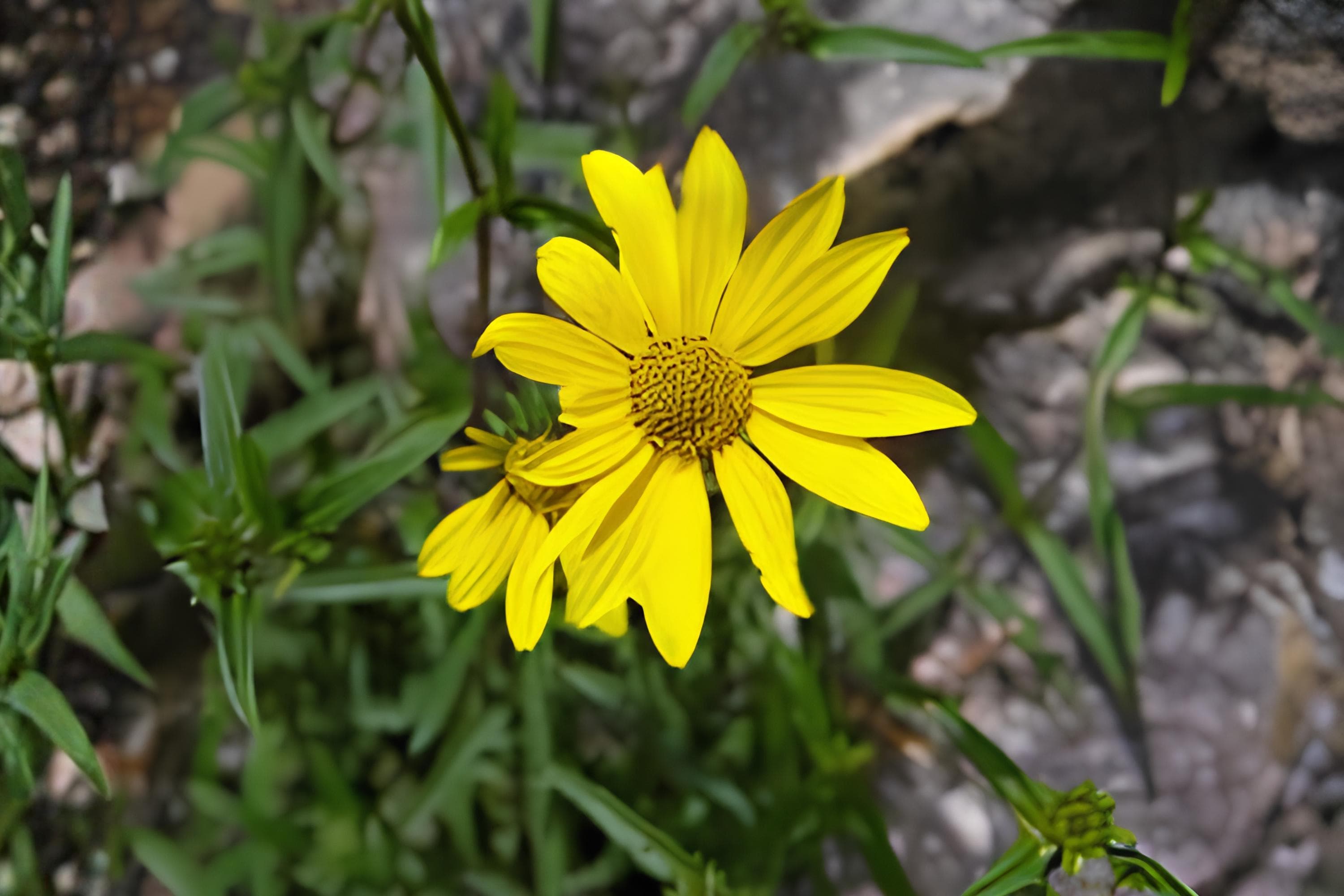 Showy Goldeneye Seeds 100 Count | Yellow Native Wildflower Heliomeris multiflora for Wildflower Gardens & Xeriscaping