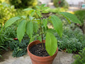 White Walnut Tree Bare Root Plant – Edible Nut Juglans cinerea, Native North American Tree, 12–24in Seedling