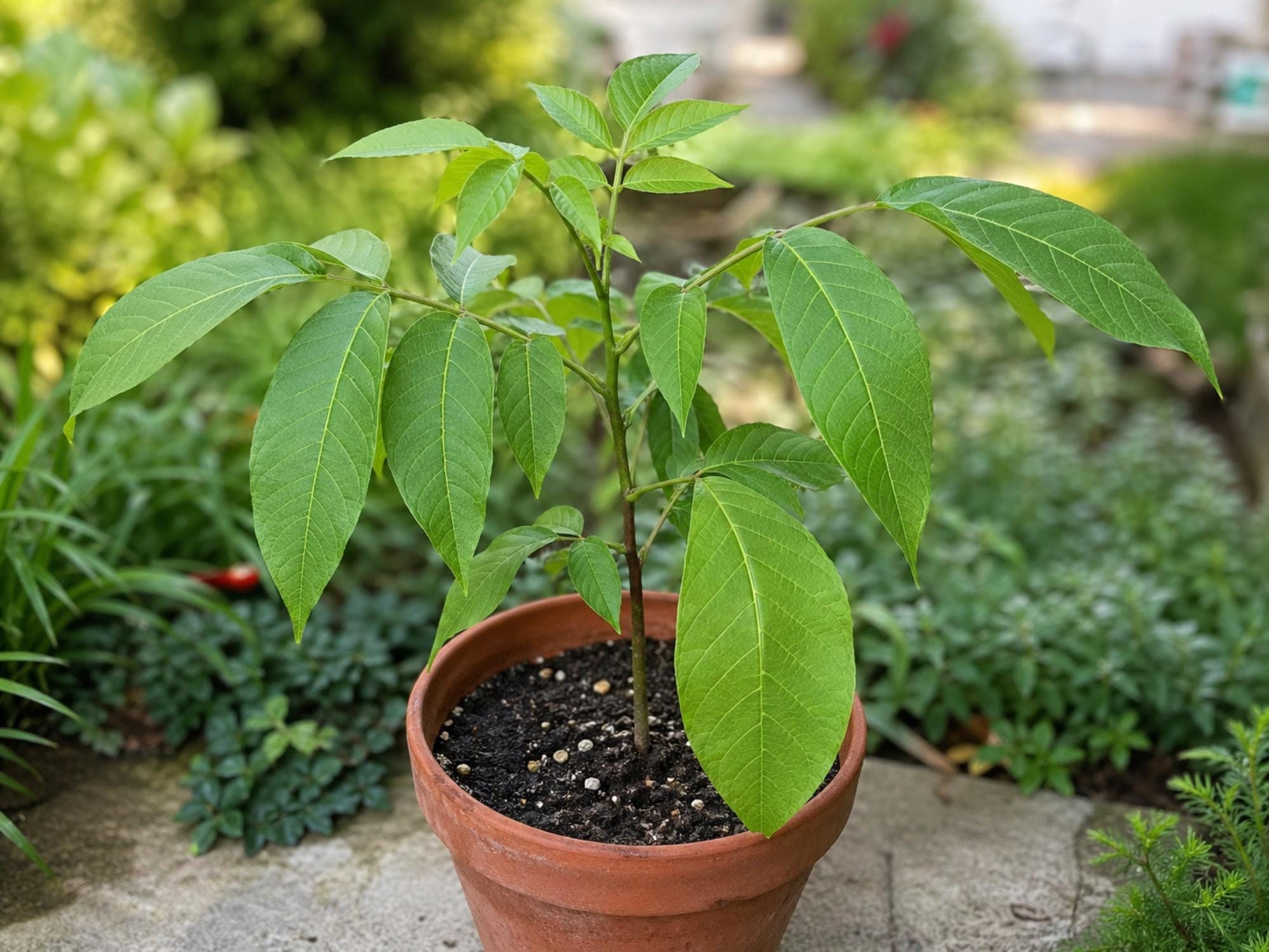 White Walnut Tree Bare Root Plant – Edible Nut Juglans cinerea, Native North American Tree, 12–24in Seedling