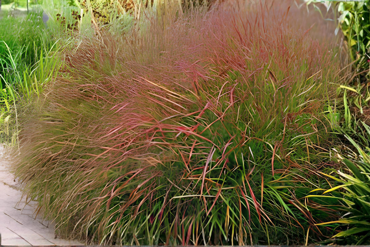 Switchgrass Seeds 100 Pack | Panicum virgatum Native Warm-Season Grass for Prairie Restoration, Erosion Control & Wildlife Habitat