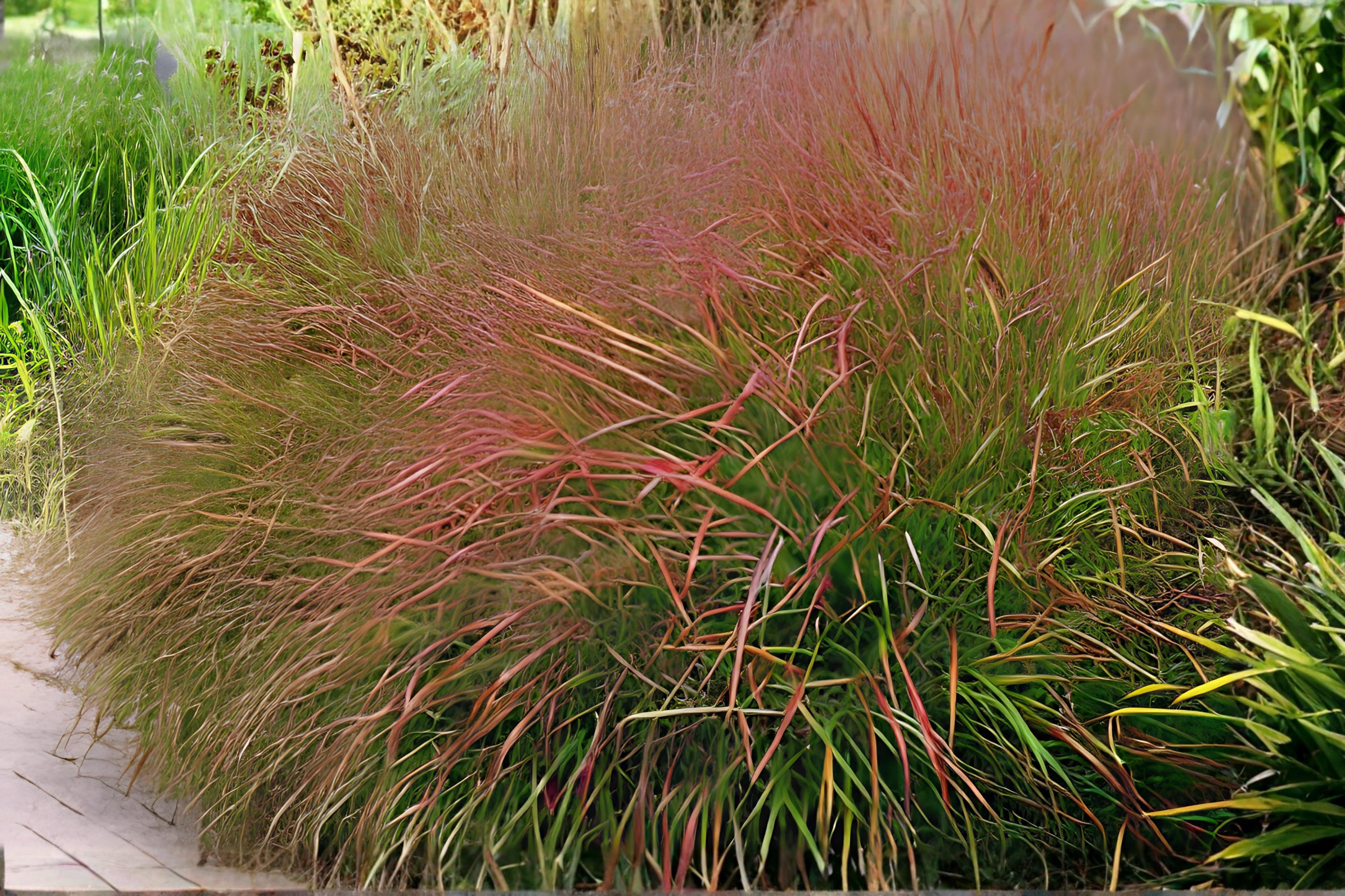 Switchgrass Seeds 100 Pack | Panicum virgatum Native Warm-Season Grass for Prairie Restoration, Erosion Control & Wildlife Habitat