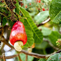 Cashew Tree Seeds 6 Pack Tropical Fruit Tree Seeds for Garden Growing Anacardium occidentale