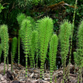 Horsetail Plant Cuttings, Aquatic Pond Plants, Equisetum, Fast-Growing Water Garden Plants, 4–8 Inches