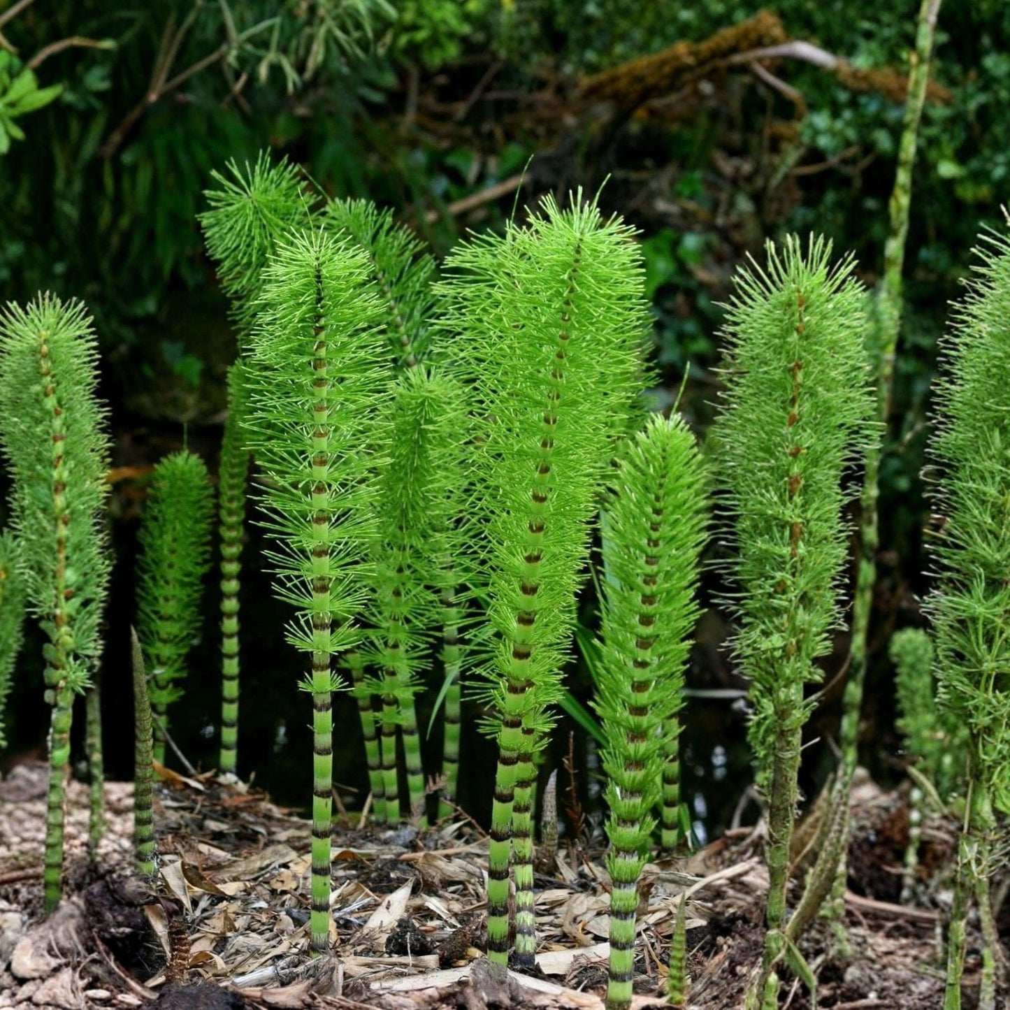 Horsetail Plant Cuttings, Aquatic Pond Plants, Equisetum, Fast-Growing Water Garden Plants, 4–8 Inches