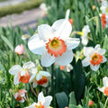 Pink Charm Daffodil Bulbs 10 Pack – Spring Flower Bulbs for Garden Planting, Narcissus poeticus